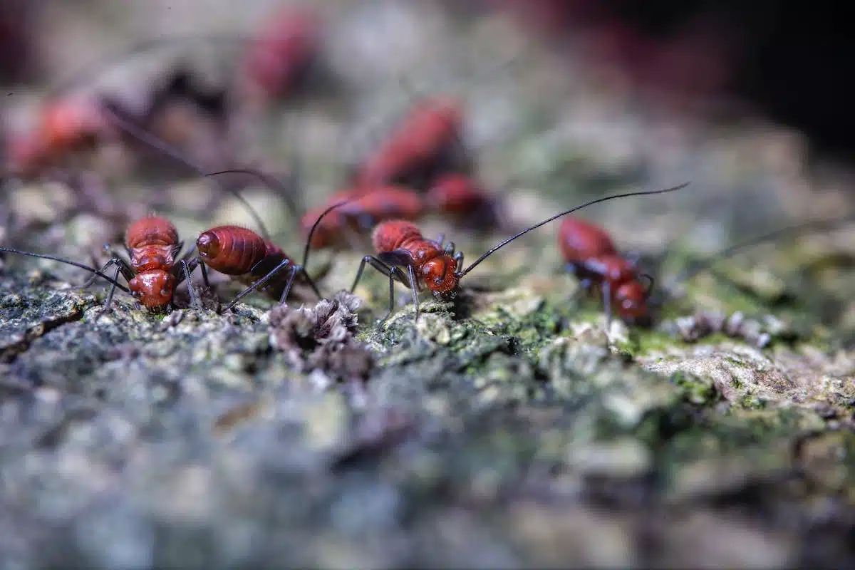 Comment éloigner efficacement les fourmis de votre jardin et préserver vos plantes !