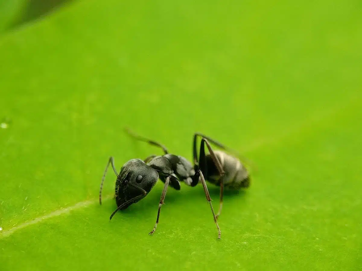 fourmis  jardin